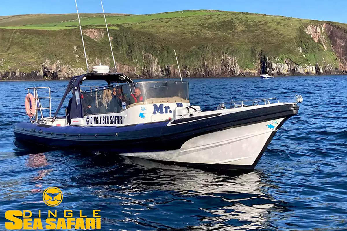 Dingle sea Safari