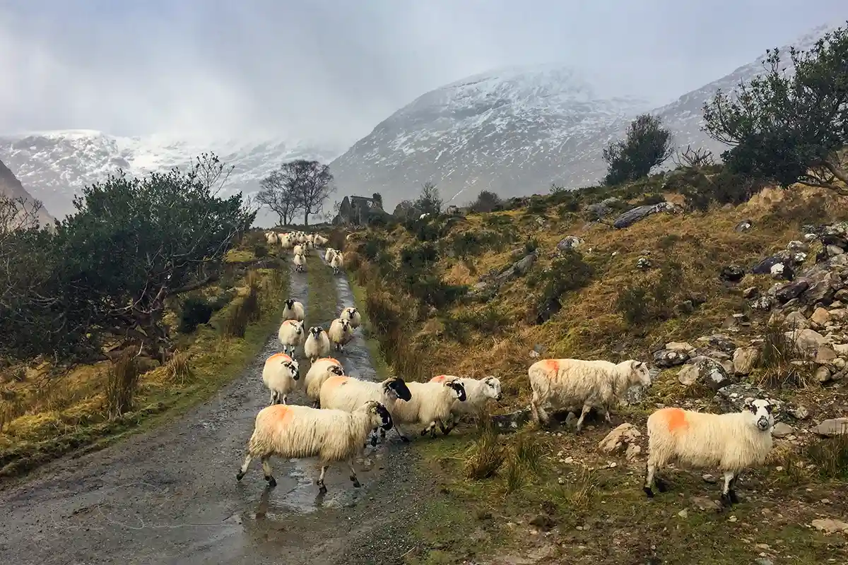 Wandering Sheep in the Black Valley Kerry Ireland