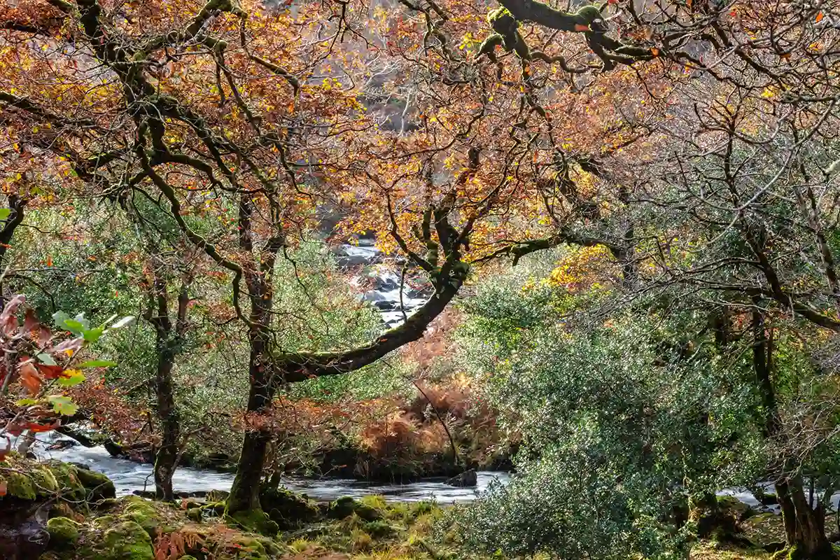 Autumn Colours Killarney National Park Kerry Ireland