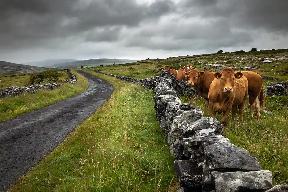 Cows in the Burren Co Clare Ireland