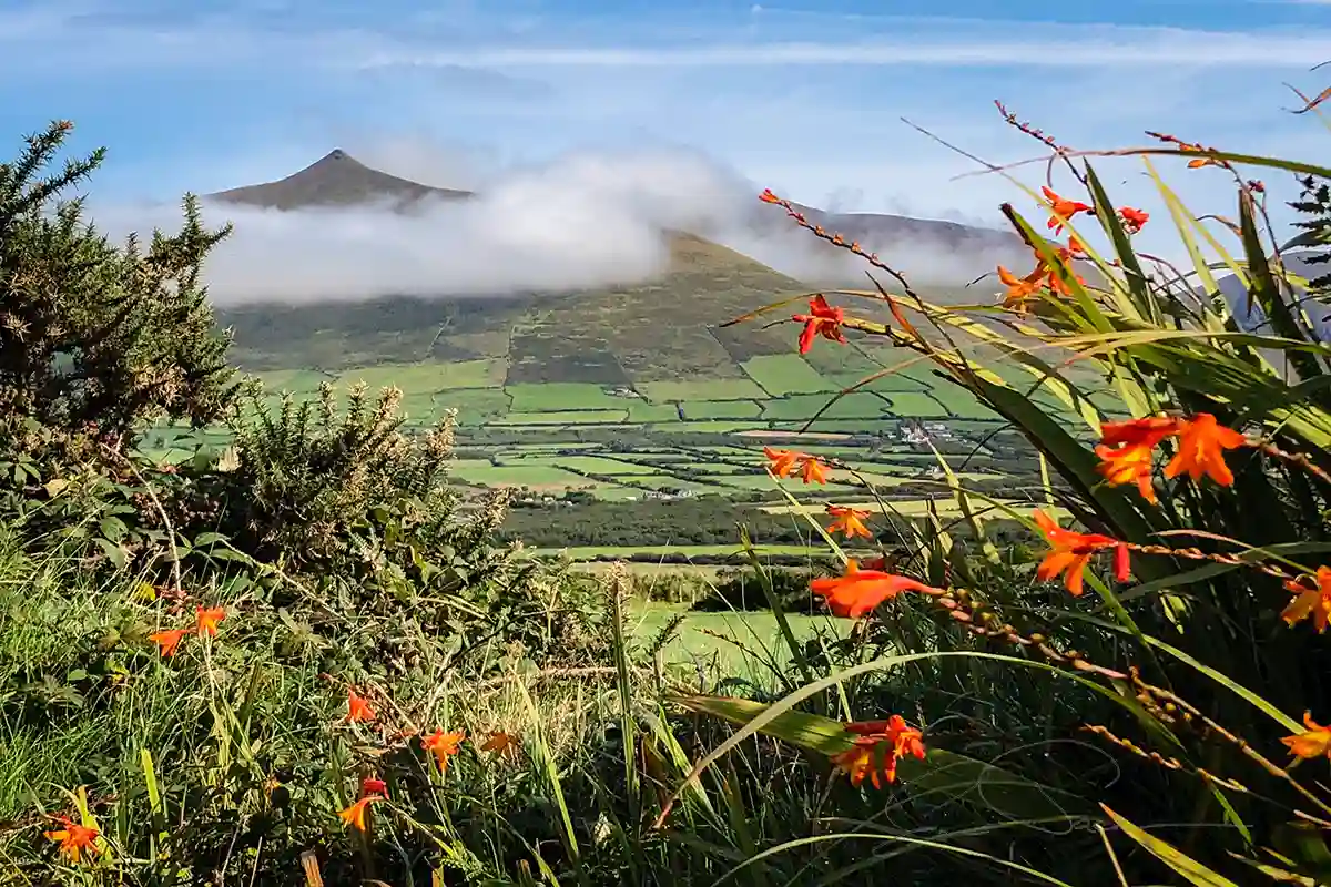 Fushia-Mist-Fields-Dingle-Peninsula-Kerry-ireland
